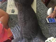 餐具摆设-海边的猫和咖啡馆