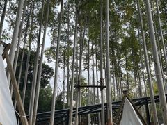 -桉树林A coffee 森林餐厅(三圣乡店)