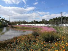 -上海长兴岛郊野公园