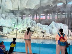 -帝企鹅自助餐厅•儿童岛•真企鹅(长隆企鹅酒店)