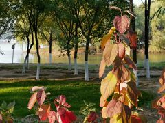 -大兴滨河森林公园