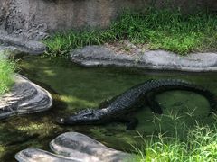 -奥兰多迪士尼动物王国乐园