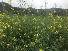 -红山村