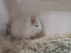 -囡的喵喵酱·萌宠生活馆·宠物洗护美容(胶州路店)