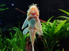 -上海海洋水族馆