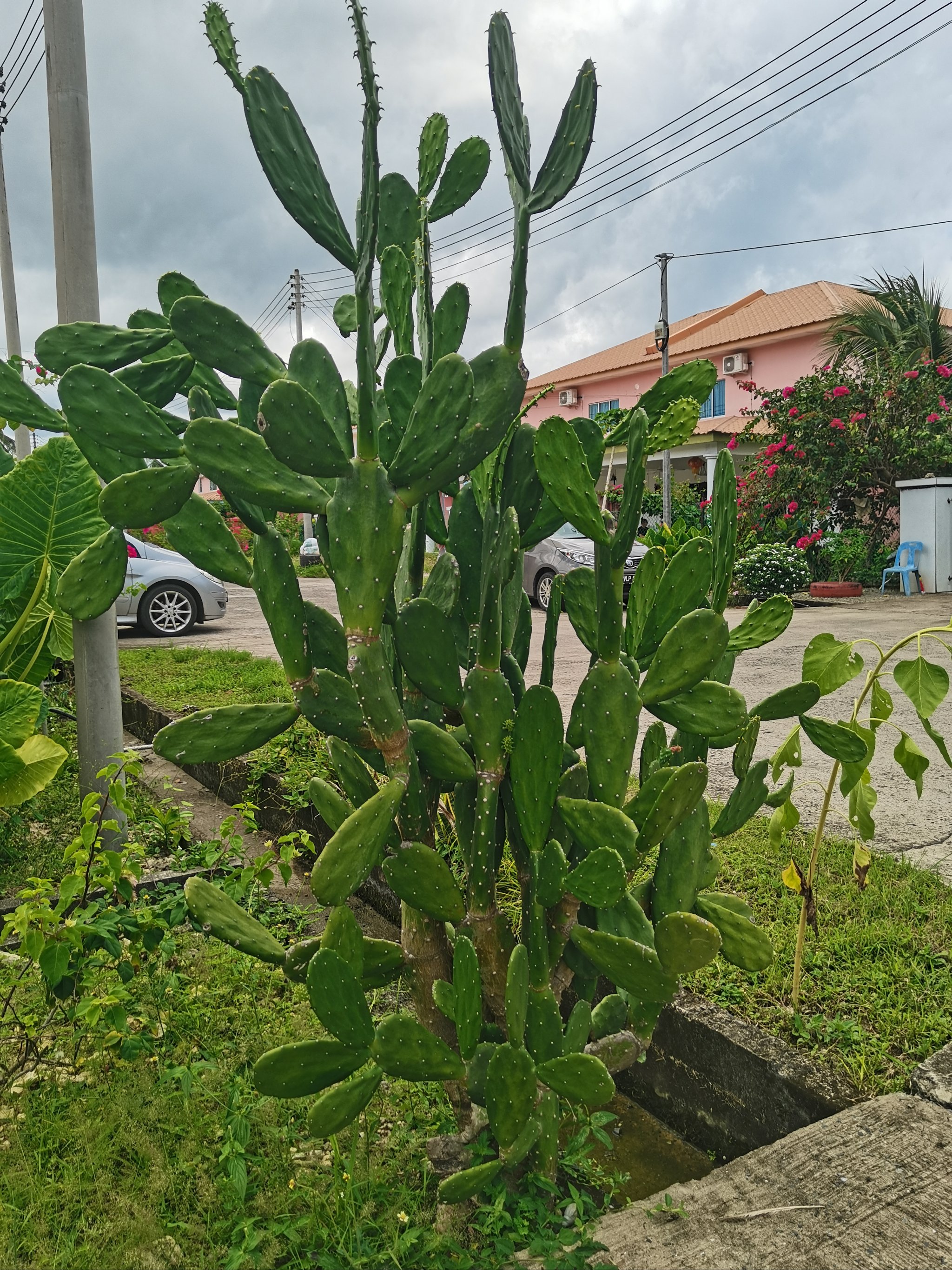 热带观赏植物50种图片