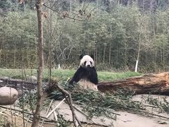 -都江堰中华大熊猫苑