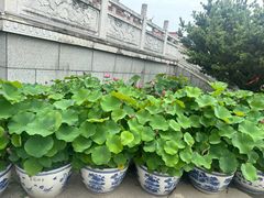 -皇罗禅寺