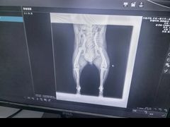 -爱妮康宠物医院·干细胞免疫细胞·肿瘤·心脏(张江店)