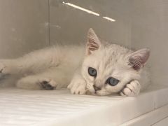 -lincat·猫舍(广州店)