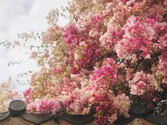 -深圳国际园林花卉博览园