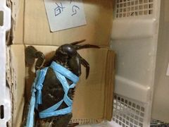 iphone_upload_pic-龙海鲜螃蟹王(宏茂桥店)