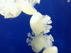 -迪拜水族馆及水下动物园