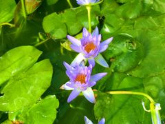 -国家植物园南园