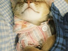 -欣宠猫屋·矮脚拿破仑·蓝金金渐层