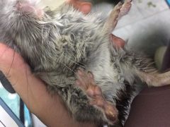 -严国平动物医院(德政总院)