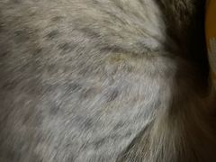 -创凡宠物医院·骨专科  猫科中心(西乡分院)
