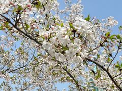 -西北湖绿化广场