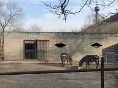 -青藏高原野生动物园