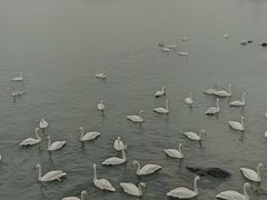 -烟墩角天鹅湖