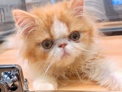 -袖虎·猫馆(体育西路店)