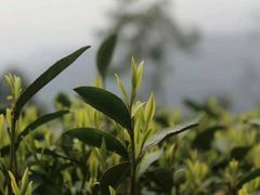 -听风阁农家私房菜茶楼(龙坞店)