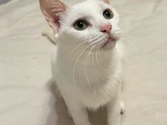 -爱侣宠医·鹦鹉专科·小型哺乳类·异宠专科(灵石路店)