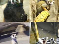 -绿色星球动物主题公园