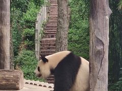 -中国大熊猫保护研究中心雅安碧峰峡基地