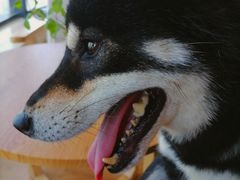 -柴犬小屋·柴餐厅·狗咖食堂(金鼎广场店)