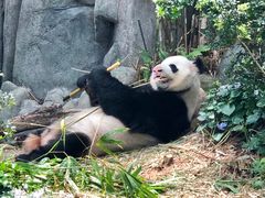 景点 大熊猫馆-河川生态园
