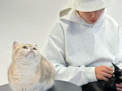 -琪喵猫屋·撸猫猫咖·猫舍