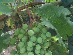 -万源龙顺度假庄园生态观光园