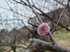 -无锡梅园公园