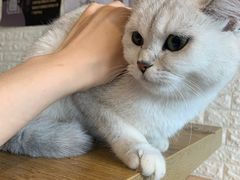 -平行世界·猫咖(首经贸店)