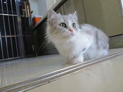 -猫咪咖啡店(新城大街店)