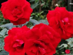 -人民公园(罗湖区)