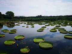 -荷塘月色湿地公园·向阳花洲