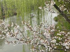 -顾村公园
