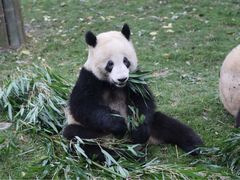 -成都大熊猫繁育研究基地