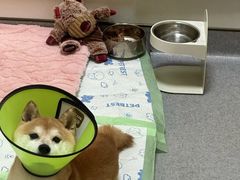 -康成宠物医院24H·CT·核磁共振