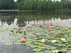 -白鹭湾湿地公园