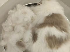 -老吴的猫·猫舍(新区店)