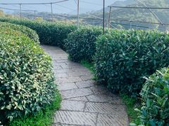 -龙坞茶村