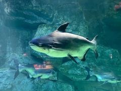 -泉城欧乐堡海洋极地世界