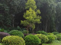 -火炉山森林公园