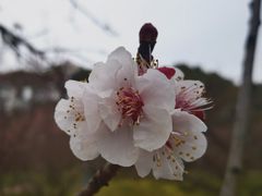 -无锡梅园公园