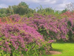-中国科学院西双版纳热带植物园