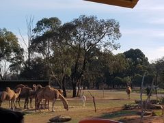 -威勒比开放式动物园