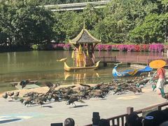 -西双版纳原始森林公园
